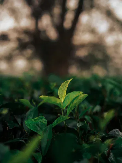 Fresh green tea leaves on the bush